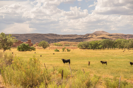 Cattle Desert Ghost Town Field Red Rocks