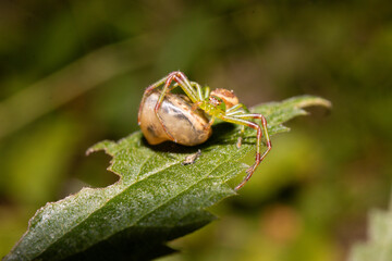 A green spider and a snail next to each other on a leaf