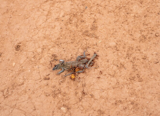 Dead Lizard Infested with Insects Desert Sand