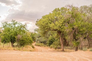 Fototapeta premium Path POV Adventure Dirt Trail