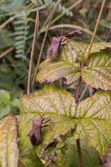 A group of stinkbugs making their way through the leaves