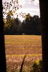 An artistic photo of a haybale in a freshly gathered field of wheat