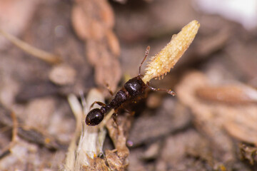 An ant carrying food back to the colony