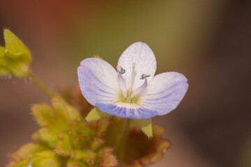 A small up close view of a flower