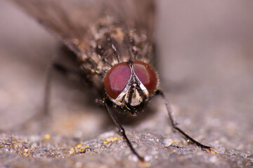 An up close view of a fly 
