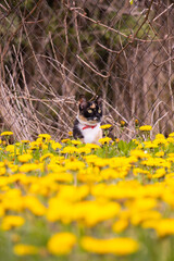 A cat in a field of yellow flowers