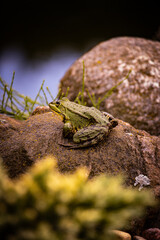 A lone frog on a rock near a pond