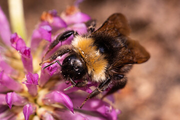 An up close view of a bee on a flower