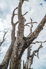 Botnay Bay - A beach full of life and death