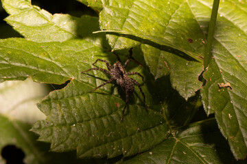 An up close view of a spider on a leaf