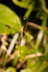 An up close view of the underside of a spider