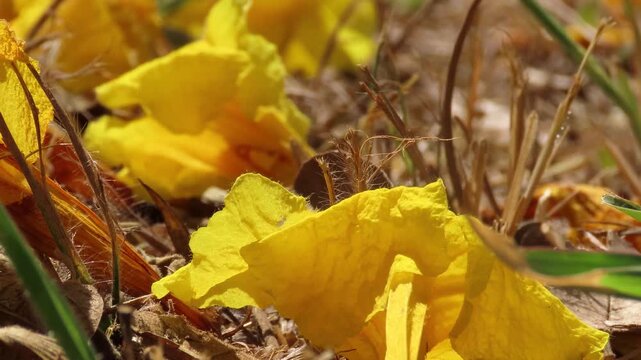 Yellow flowers tree. The golden trumpet tree full bloom (Handroanthus albus)