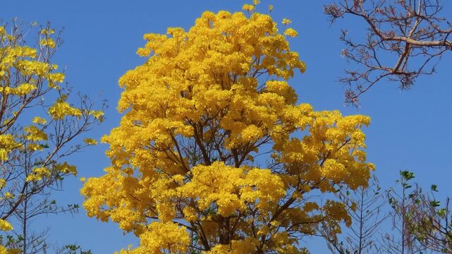Yellow flowers tree. The golden trumpet tree full bloom (Handroanthus albus)