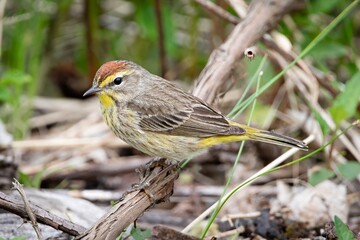 Palm Warbler New world warbler bird