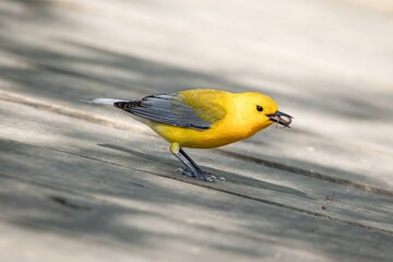 Prothonotary Warbler New world warbler bird