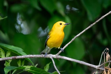 Obraz premium Prothonotary Warbler New world warbler bird