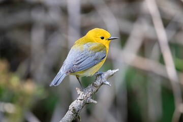 Prothonotary Warbler New world warbler bird