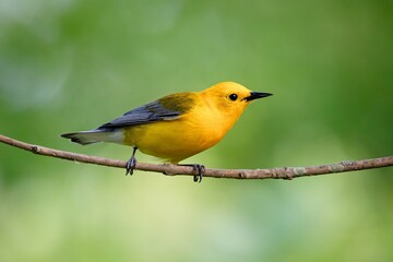 Fototapeta premium Prothonotary Warbler New world warbler bird
