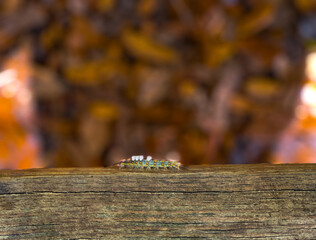 White Marked Tussock Moth Caterpillar