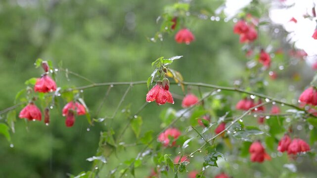 Close up swaying Abutilon flowers, Chinese Lantern in wind after rain, with drops on petals. Flowering shrub blooms in garden early in morning, freshness of nature after rainfall