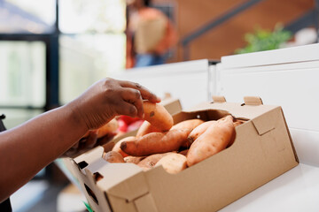 Obraz premium Shopkeeper holds organic sweet potatoes from carton at environmentally conscious shop. Vendor stocking shelves with homegrown produce in preparation to sell to clients interested in nutritious eating.