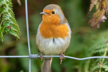 Portrait of a European robin (erithacus rubecula) perching on a wire fence