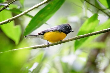 Slate-throated Redstart New World Warbler Bird