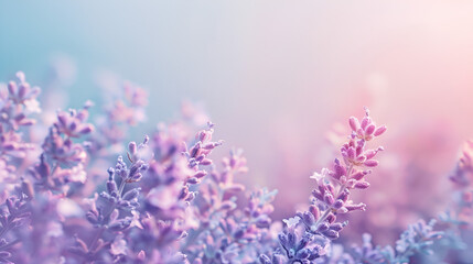 Naklejka premium Lavender blossom border on a light background