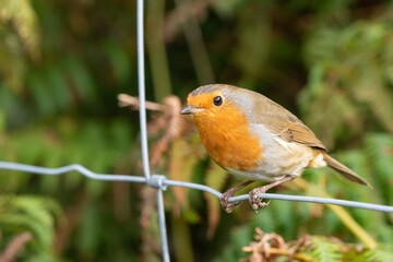 Portrait of a European robin (erithacus rubecula) perching on a wire fence