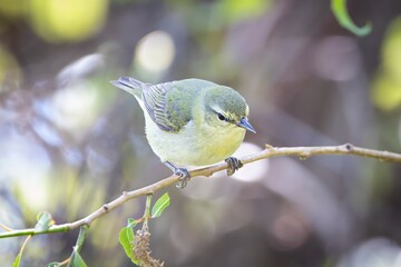 Tennessee Warbler New World Warbler Bird