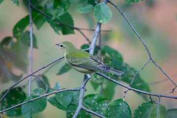 Tennessee Warbler New World Warbler Bird