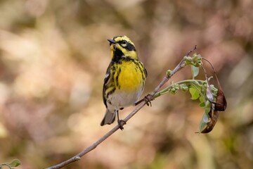 Townsend's Warbler New World Warbler Bird