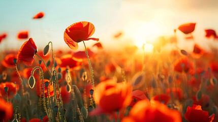 Obraz premium Vibrant, lovely crimson poppies bloom in a field