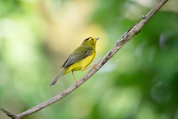 Wilson's warbler New World Warbler Bird