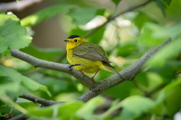 Obraz premium Wilson's warbler New World Warbler Bird