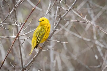 Yellow Warbler New World Warbler Bird