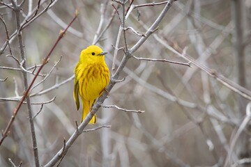 Yellow Warbler New World Warbler Bird