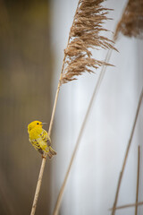 Yellow Warbler New World Warbler Bird