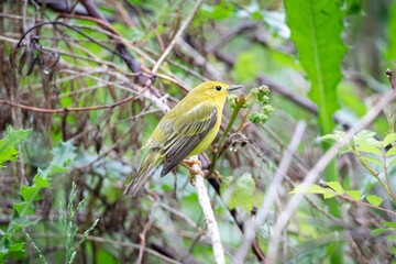 Yellow Warbler New World Warbler Bird