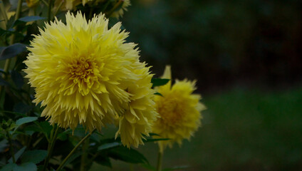 Yellow peony-shaped Dahlia flowers growing in the garden. Cultivation of autumn decorative flowers. Wallpaper background. Banner format.