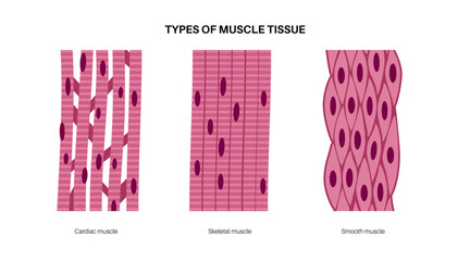 Human muscle tissues