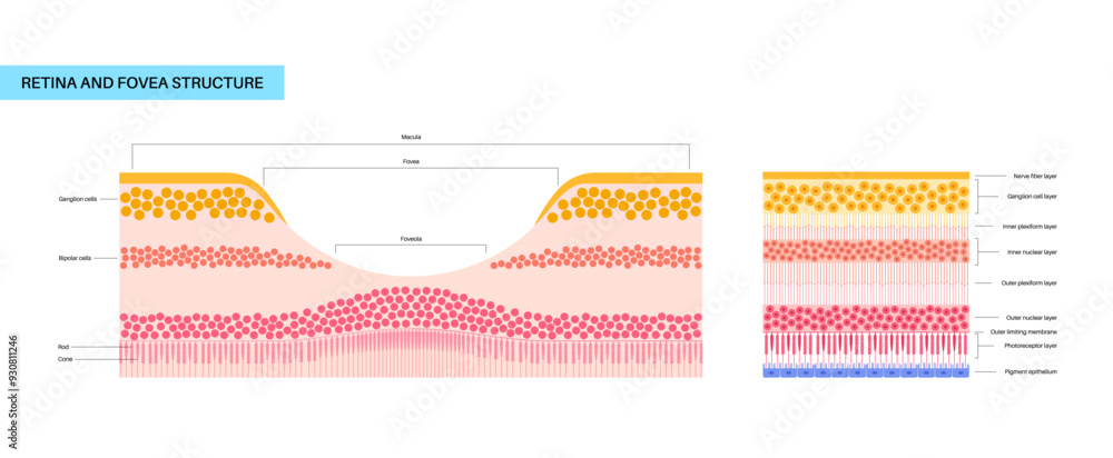 Poster Macula fovea and foveola