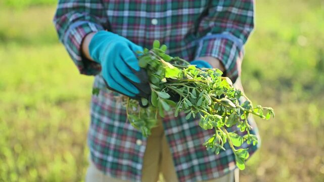 Close up of purslane plant in gardener's hands, outdoor