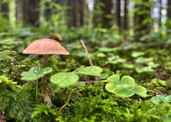 Kleiner Pilz zwischen Kleeblättern und Moos am Waldboden