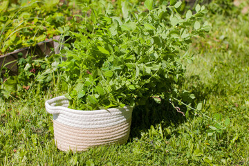 A woman cuts a crop of melissa mint and puts it in a basket. Growing grass