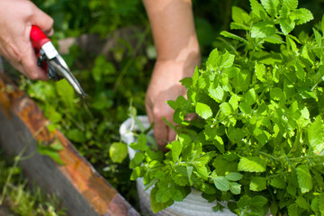 A woman cuts a crop of melissa mint and puts it in a basket. Growing grass