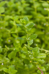 A woman cuts a crop of melissa mint and puts it in a basket. Growing grass