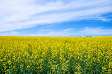 Obraz premium Blooming rapeseed field against blue spring sky. Yellow-blue nature background. 
