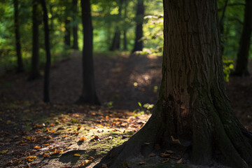 A tree trunk illuminated by light