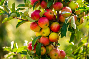 Apple orchard. Ripe red apples in garden. Red apples on a branch. Apple orchard for background. Apple tree.